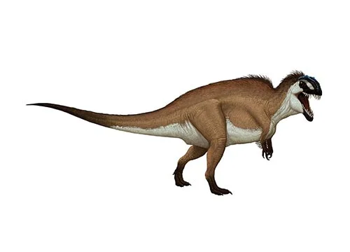 Acrocanthosaurus‭ (‬High spined lizard‭)