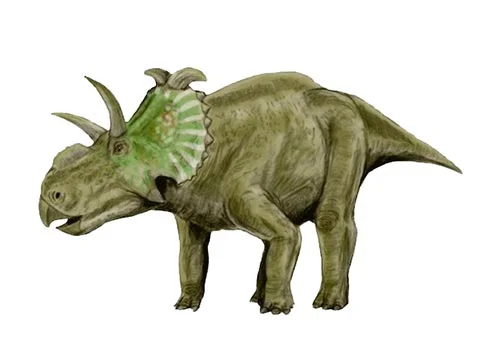 Albertaceratops ‭(‬Alberta horned face‭)‬