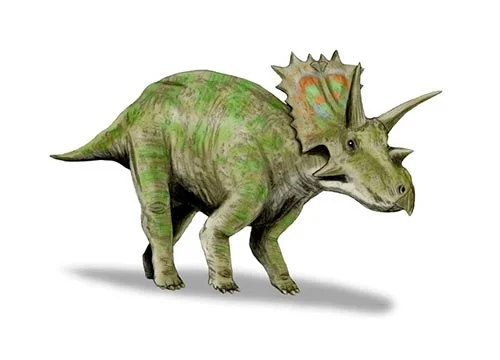 Anchiceratops ‭(‬Near horned face‭)