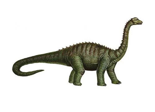 Antarctosaurus ‭(‬Southern lizard‭)‬