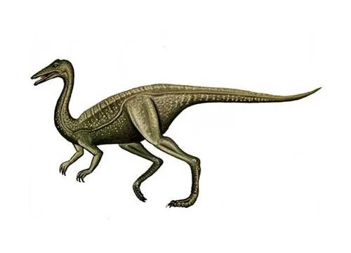 Archaeornithomimus ‭(‬Ancient bird mimic‭)