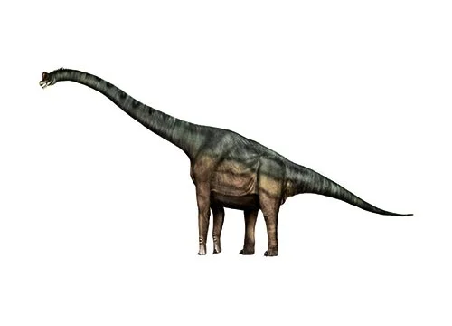Brachiosaurus‭ (‬Arm lizard‭)
