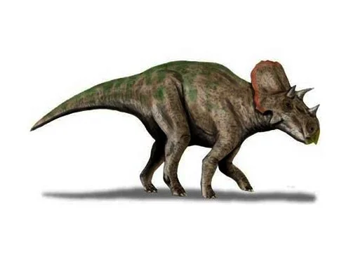 Brachyceratops ‭(‬Short horned face‭)‬