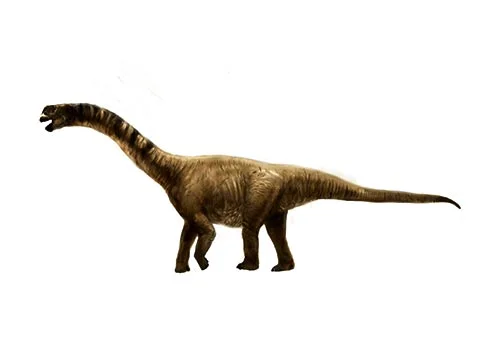 Camarasaurus ‭(‬Chambered lizard‭)
