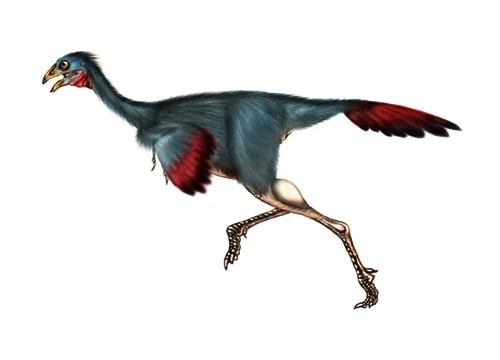 Caudipteryx ‭(‬tail feather‭)
