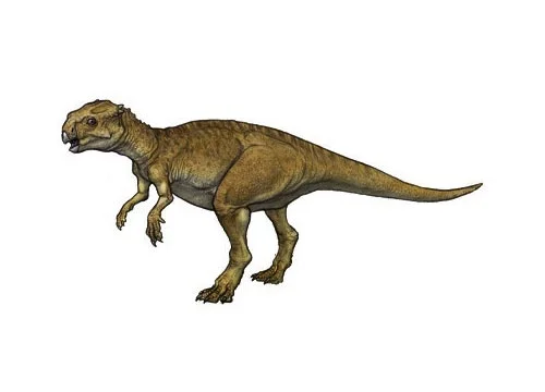 Chaoyangsaurus ‭(‬Chaoyang lizard‭)‬