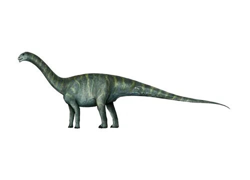 Chinshakiangosaurus ‭(‬Chinshakian lizard‭)‬