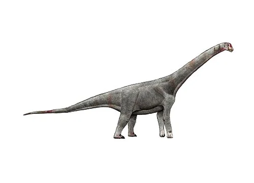 Chubutisaurus ‭(‬Chubut lizard‭)