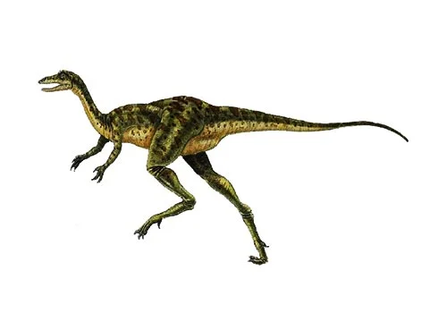 Coelurus ‭(‬Hollow tail‭)