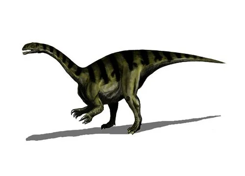 Coloradisaurus ‭(‬[Los] Colorados lizard)