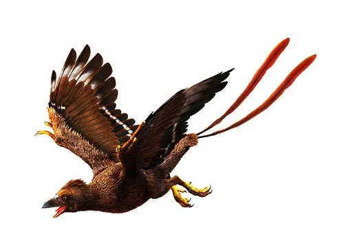 Confuciusornis ‭(‬Confucius bird‭)‬