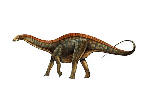 Datousaurus ‭(‬either‭ ‘‬Chieftain lizard‭’ ‬or‭ ‘‬Big head lizard‭’)