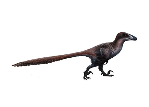 Deinonychus‭ (‬Terrible claw‭)