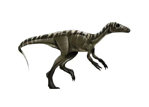 Eoraptor ‭(‬Dawn thief‭)‬
