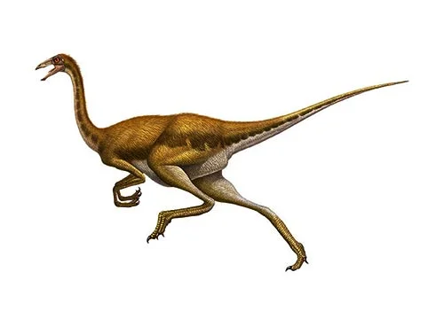 Gallimimus ‭(‬Chicken mimic‭)