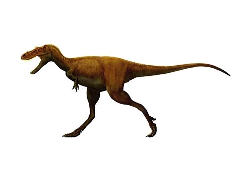 Gorgosaurus‭ (‬Fierce lizard‭)