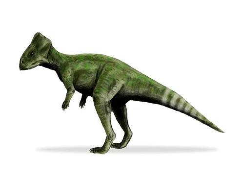 Graciliceratops ‭(‬graceful horned face‭)‬