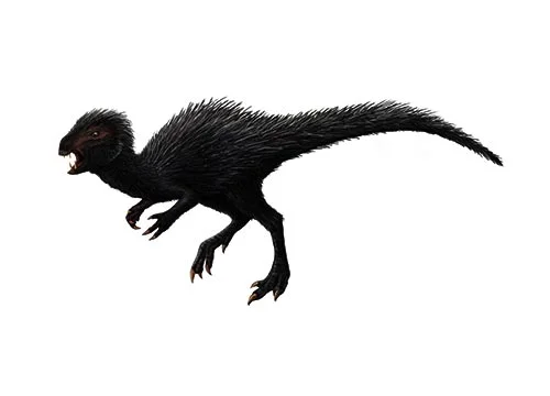 Heterodontosaurus ‭(‬Different toothed lizard‭)