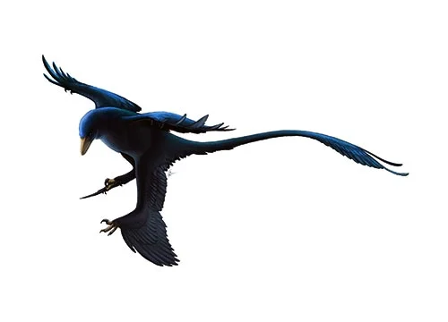Microraptor ‭(‬Small thief‭)‬