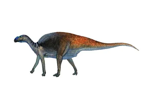 Muttaburrasaurus ‭(‬Muttaburra lizard‭)‬