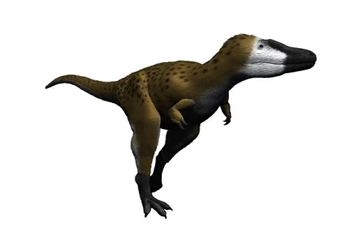 Nanotyrannus ‭(‬Dwarf Tyrant‭)