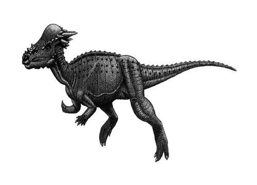 Pachycephalosaurus ‭(‬thick headed‭ lizard‭)