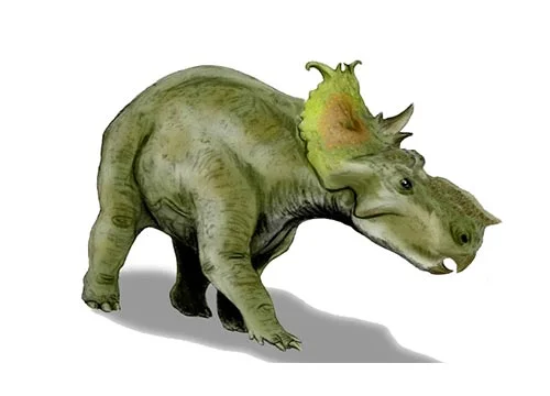 Pachyrhinosaurus ‭(‬Thick nosed lizard‭)‬