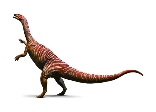 Plateosaurus ‭(‬Broad lizard‭)‬