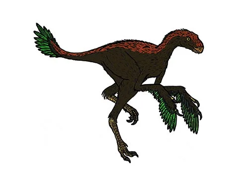 Protarchaeopteryx ‭(‬Before Archaeopteryx‭)