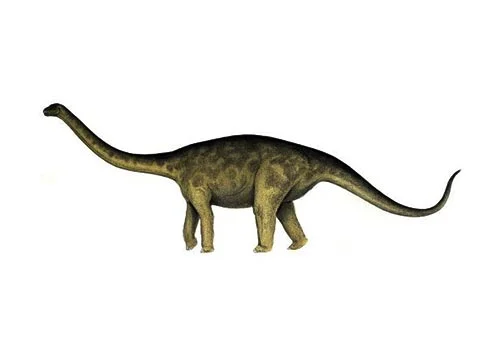 Rhoetosaurus (Rhoetos lizard)