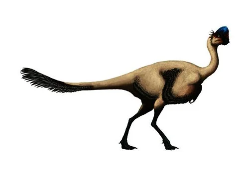 Rinchenia ‭(‬named after the paleontologist Rinchen Barsbold‭)