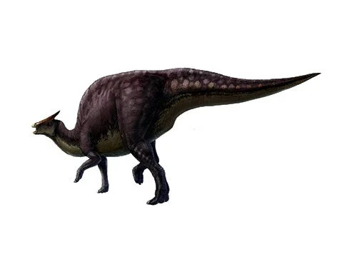 Saurolophus ‭(‬lizard crest‭)