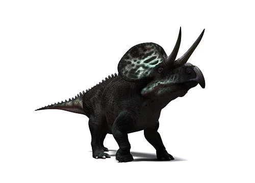 Zuniceratops (Zuni-horned face)